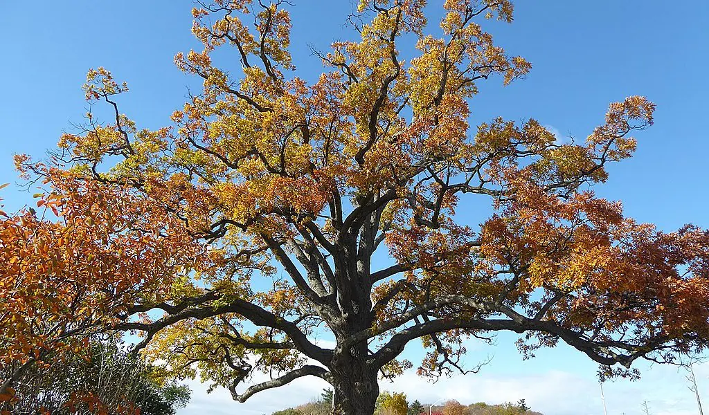 Top 20 Hardest Wood In The World (Based On Janka Hardness)