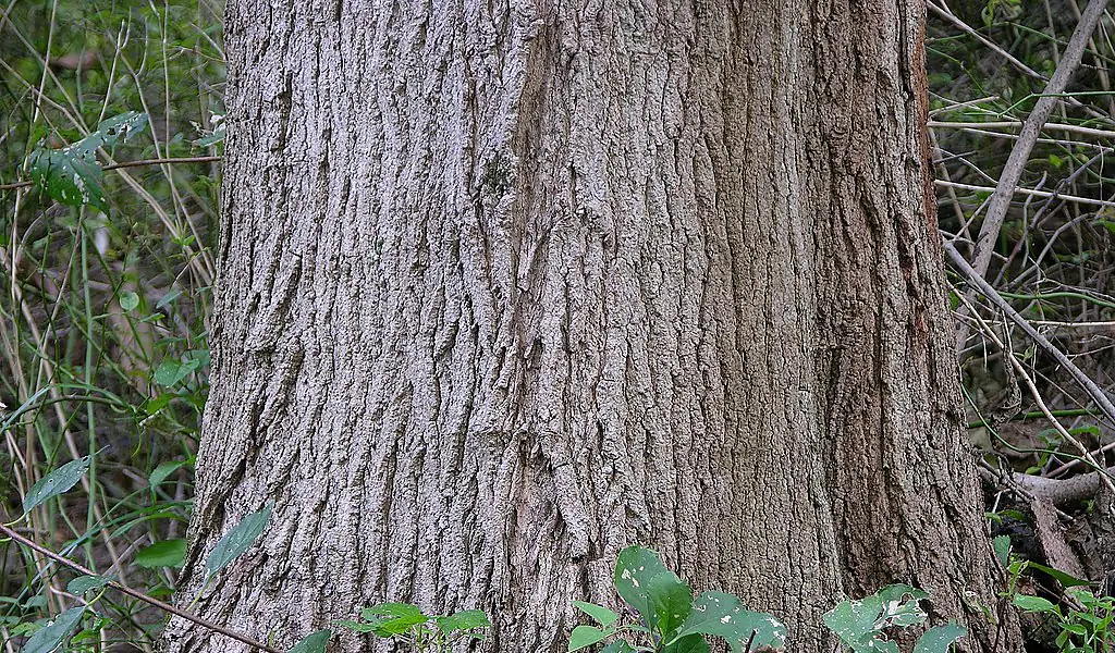 Top 20 Hardest Wood In The World (Based On Janka Hardness)