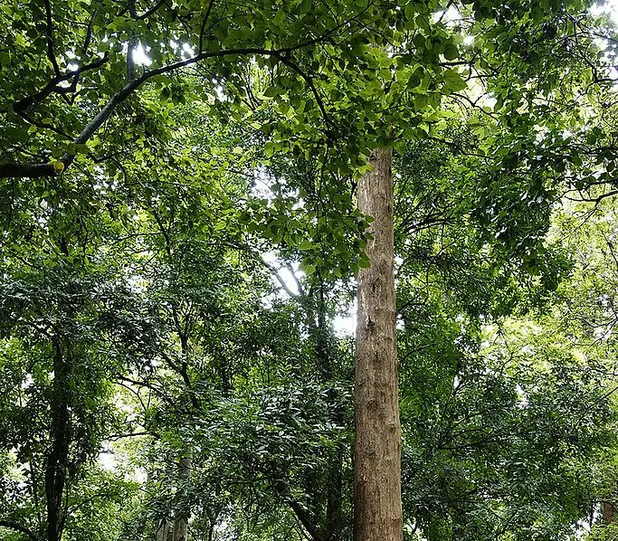 Top 20 Hardest Wood In The World (Based On Janka Hardness)